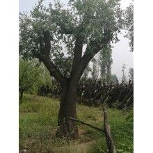 棗樹樹苗成活率如何提高及其種植管理技術(shù)