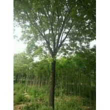 白蠟幼苗管理方法及其種子的收集處理